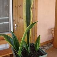 Sansevieria сv 'Black Gold'  Sansevieria