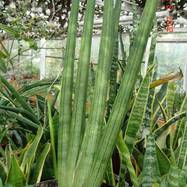 Sansevieria cylindrica cv 'Skyline' Sansevieria