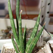 Sansevieria francisci Sansevieria