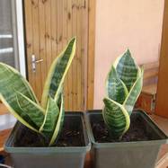 Sansevieria cv 'Futura Superba'  Sansevieria