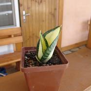 Sansevieria сv 'Golden Hahnii Solid Gold'  Sansevieria