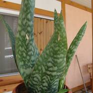 Sansevieria grandis var.zuluensis Sansevieria