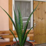 Sansevieria kirkii сv 'Friends'  Sansevieria