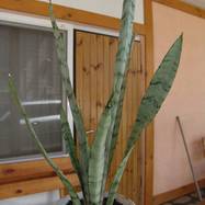 Sansevieria cv 'Silver Bush' ('Silver Prince') Sansevieria