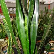 Sansevieria cv 'Black Coral' Sansevieria