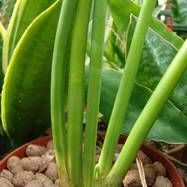 Sansevieria sp.  Sansevieria