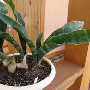 Sansevieria thyrsiflora Sansevieria