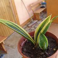 Sansevieria cv 'Goldflame'  Sansevieria