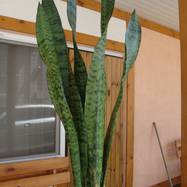 Sansevieria zeylanica Sansevieria