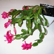 Schlumbergera Schlumbergera