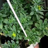Sedum compressum Как они цветут