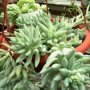 Pachysedum sp. Pachysedum (Пахиседум)
