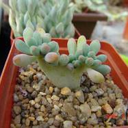 Sedum pachyphyllum f.cristata Гребенчатые формы
