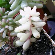 Sedum rubrotinctum cv. 'Aurora' Пестролистные формы