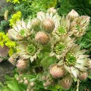 Sempervivum sp. Как они цветут