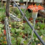 Senecio stapeliiformis Phillips Как они цветут