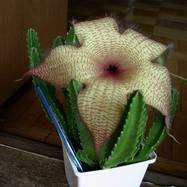 Stapelia gigantea Как они цветут