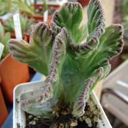 Stapelia grandiflora f.cristata Гребенчатые формы