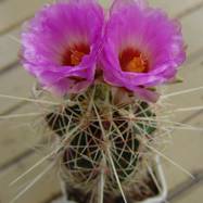 Thelocactus bicolor  Thelocactus