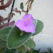 Tradescantia sillamontana Как они цветут