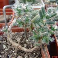 Trichodiadema densum Trichodiadema