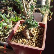 Trichodiadema mirabilis Trichodiadema