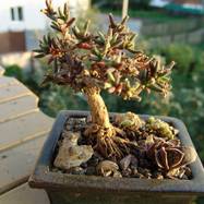 Trichodiadema stellatum Trichodiadema