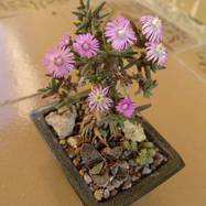 Trichodiadema stellatum (flower) Trichodiadema