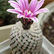 Turbinicarpus valdesianus  Turbinicarpus