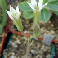 Tylecodon ellaphiae Как они цветут