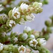 Villadia imbricata Как они цветут